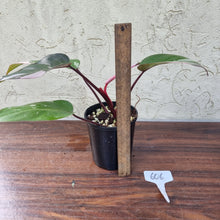 Load image into Gallery viewer, #606 Philodendron Pink Princess