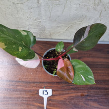 Load image into Gallery viewer, #13 Philodendron Pink Princess