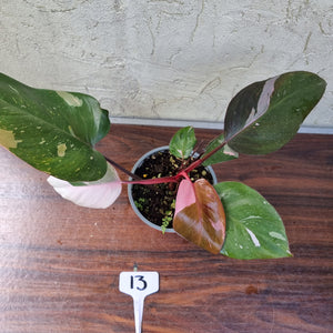 #13 Philodendron Pink Princess