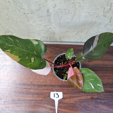 #13 Philodendron Pink Princess