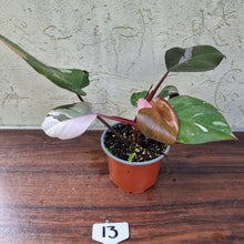 Load image into Gallery viewer, #13 Philodendron Pink Princess