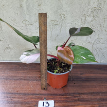 Load image into Gallery viewer, #13 Philodendron Pink Princess