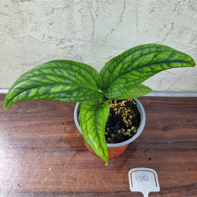 #100 Monstera Peru / Karstenianum