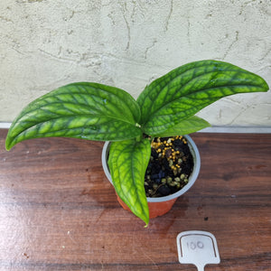 #100 Monstera Peru / Karstenianum