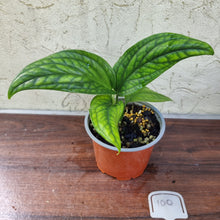 Load image into Gallery viewer, #100 Monstera Peru / Karstenianum