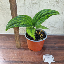Load image into Gallery viewer, #100 Monstera Peru / Karstenianum
