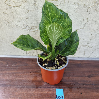 #604 Aglaonema Rotundum x Tricolor