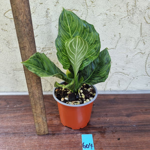 #604 Aglaonema Rotundum x Tricolor