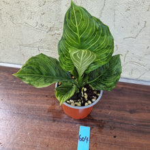 Load image into Gallery viewer, #604 Aglaonema Rotundum x Tricolor