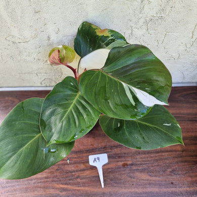 #A9 Philodendron White Knight