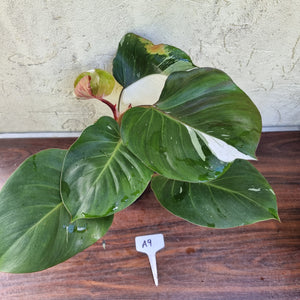 #A9 Philodendron White Knight