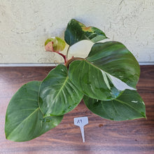 Load image into Gallery viewer, #A9 Philodendron White Knight