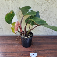 Load image into Gallery viewer, #A9 Philodendron White Knight