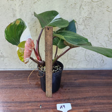 Load image into Gallery viewer, #A9 Philodendron White Knight