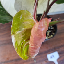 Load image into Gallery viewer, #A9 Philodendron White Knight