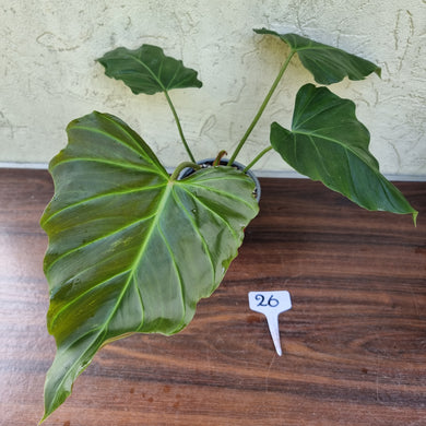 #26 Philodendron Corsinianum / 'Bronze Shield'