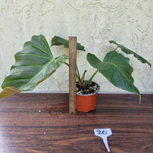 Load image into Gallery viewer, #26 Philodendron Corsinianum / &#39;Bronze Shield&#39;