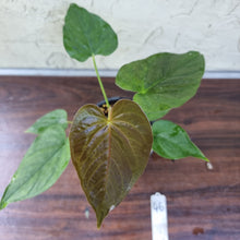 Load image into Gallery viewer, #46 Anthurium Moodeanum