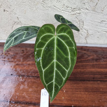 Load image into Gallery viewer, #10 Dark Anthurium  Crystallinum x