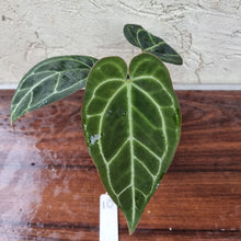 Load image into Gallery viewer, #10 Dark Anthurium  Crystallinum x