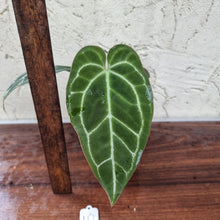 Load image into Gallery viewer, #10 Dark Anthurium  Crystallinum x