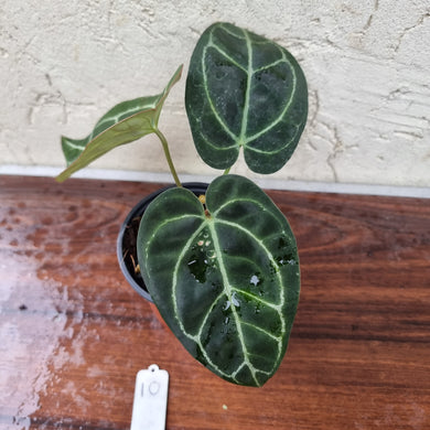 #10 Dark Anthurium  Crystallinum x