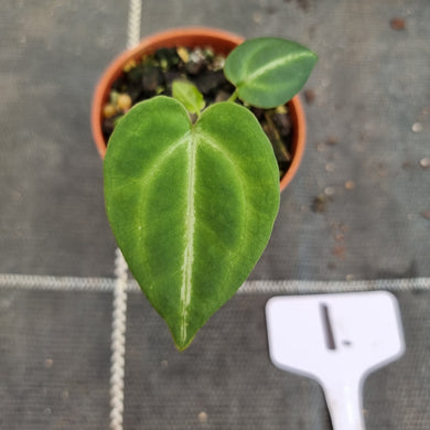 #1 Dark Anthurium Crystallinum x