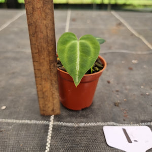#1 Dark Anthurium Crystallinum x