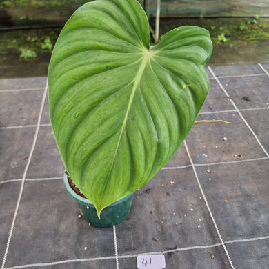 #41 Philodendron Pastazanum x Gloriosum