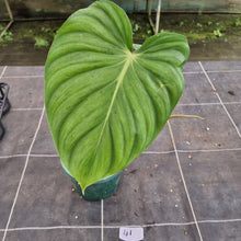 Load image into Gallery viewer, #41 Philodendron Pastazanum x Gloriosum