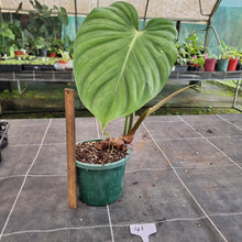 Load image into Gallery viewer, #41 Philodendron Pastazanum x Gloriosum