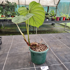 #41 Philodendron Pastazanum x Gloriosum