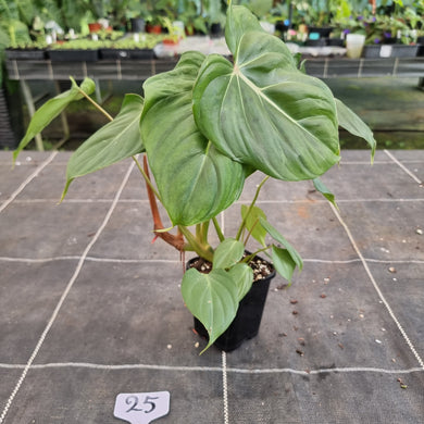 #25 Philodendron Pastazanum x Gloriosum