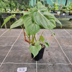 #25 Philodendron Pastazanum x Gloriosum