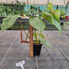 Load image into Gallery viewer, #25 Philodendron Pastazanum x Gloriosum