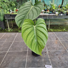 Load image into Gallery viewer, #30 Philodendron Pastazanum