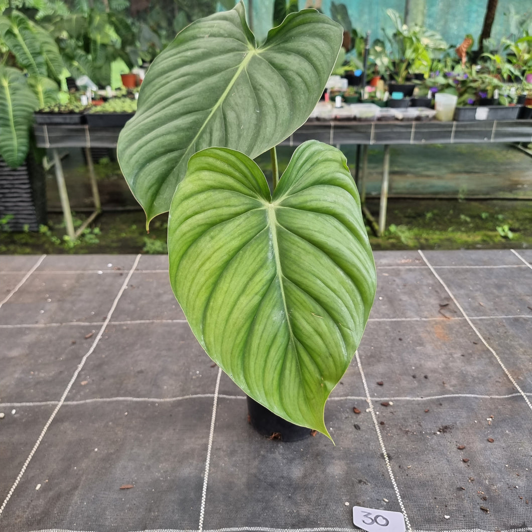 #30 Philodendron Pastazanum
