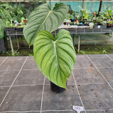 Load image into Gallery viewer, #30 Philodendron Pastazanum