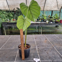 Load image into Gallery viewer, #30 Philodendron Pastazanum