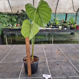 #30 Philodendron Pastazanum
