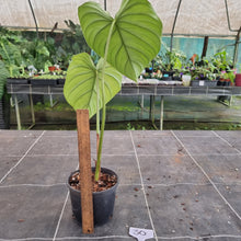 Load image into Gallery viewer, #30 Philodendron Pastazanum