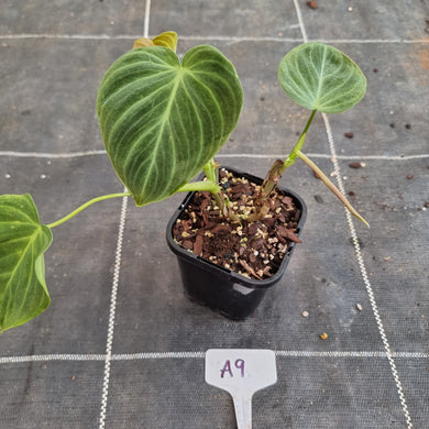 #A9 2 x Headed Philodendron Splendid (Melanochrysum x Verrucosum)
