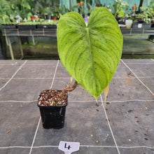 Load image into Gallery viewer, #4 Philodendron Tenue x Plowmanii