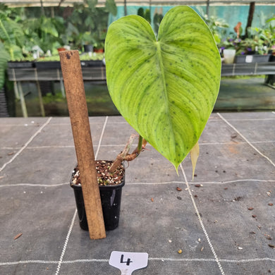 #4 Philodendron Tenue x Plowmanii