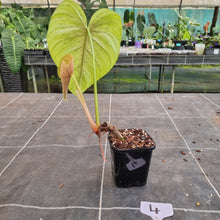 Load image into Gallery viewer, #4 Philodendron Tenue x Plowmanii