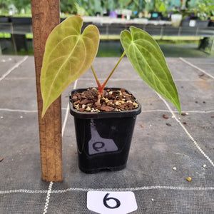 #6 Anthurium Complex Hybrid similar to Lux x Pap x Crys