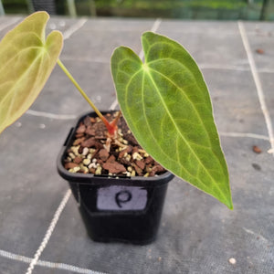 #6 Anthurium Complex Hybrid similar to Lux x Pap x Crys