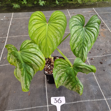#36 Philodendron Silver Cloud