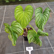 Load image into Gallery viewer, #36 Philodendron Silver Cloud