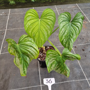 #36 Philodendron Silver Cloud